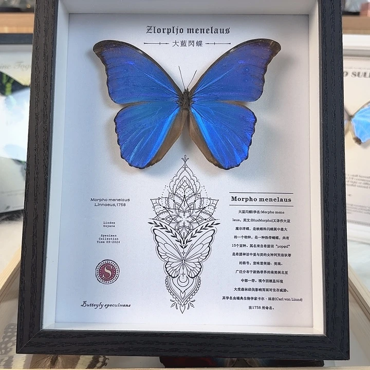 有机玻璃大蓝闪蝶真实蝴蝶