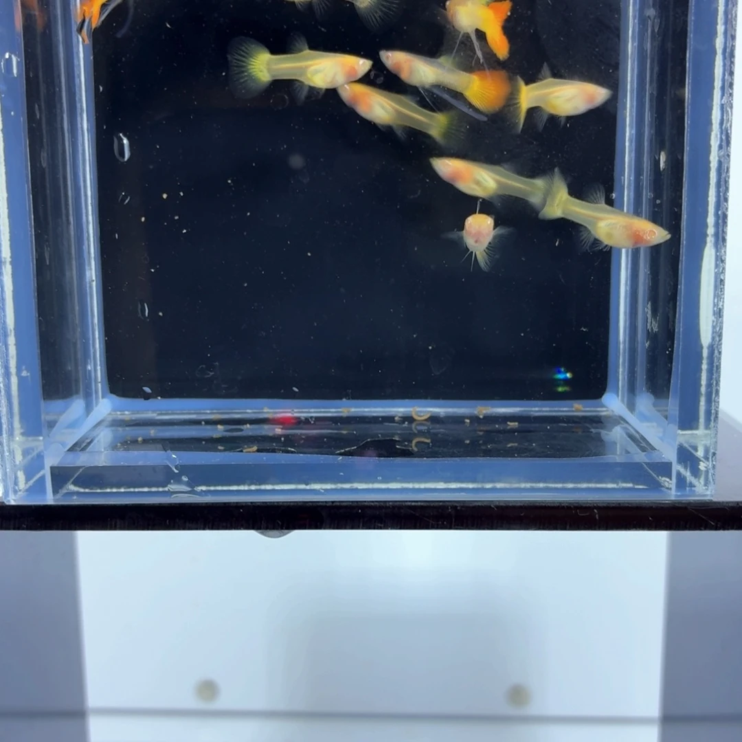 孔雀鱼皇家落日白子一缸（21）