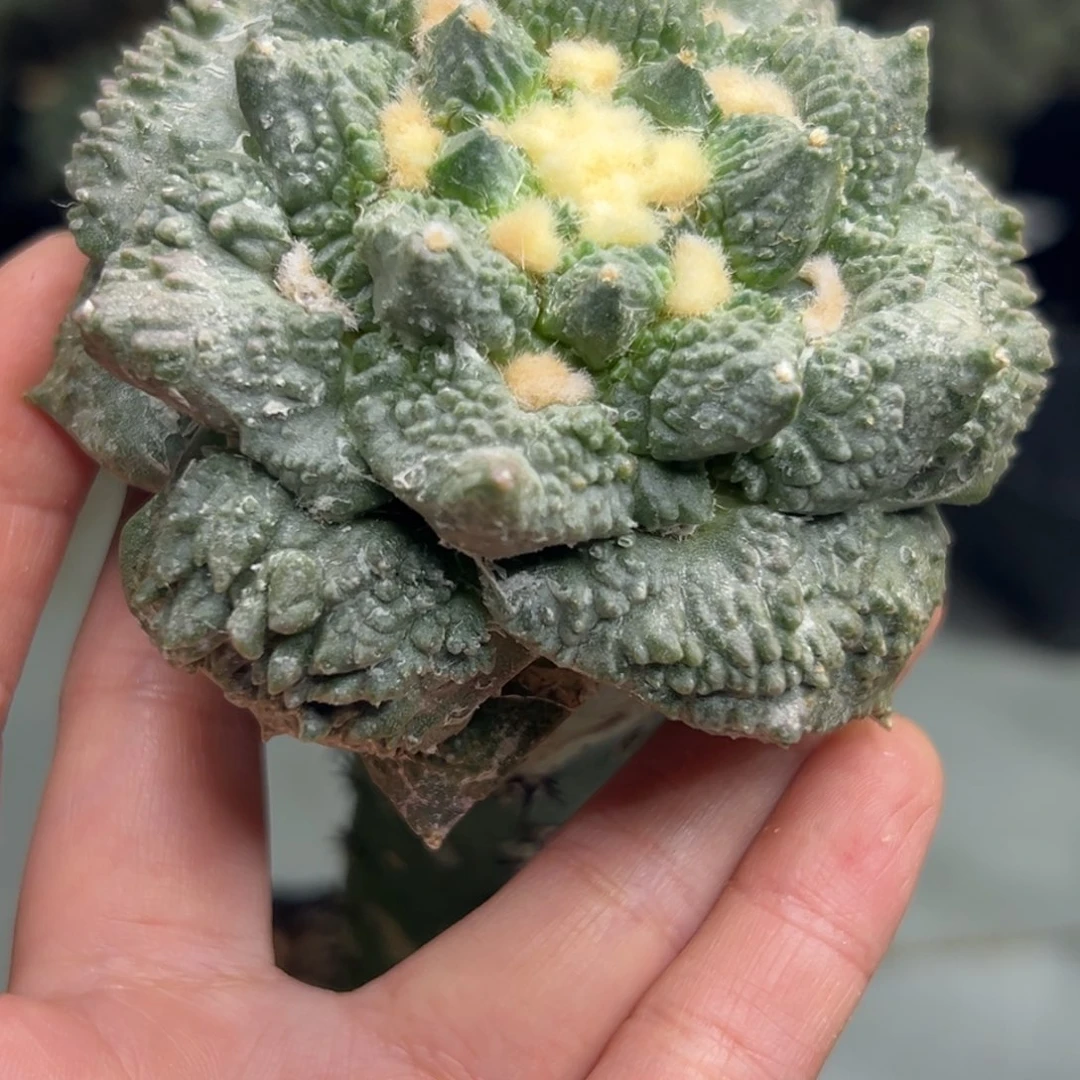 310 仙人球的比赛将