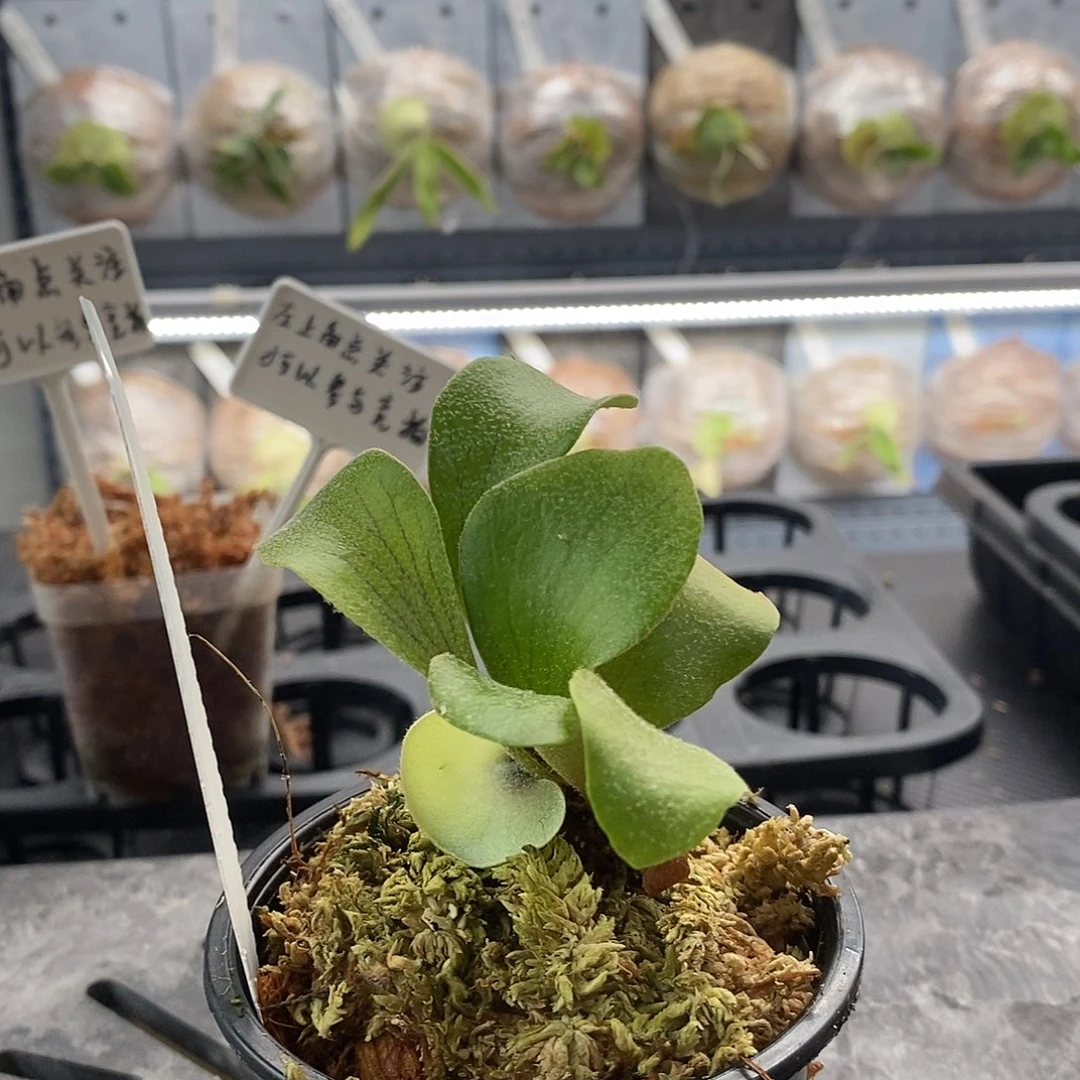 无花朵鹿角蕨保罗