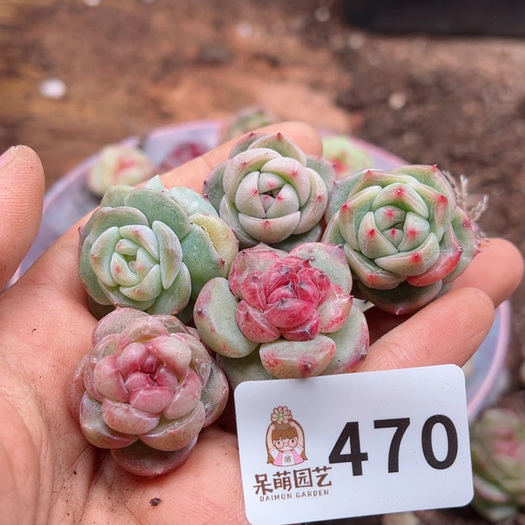 多肉植物多肉植物