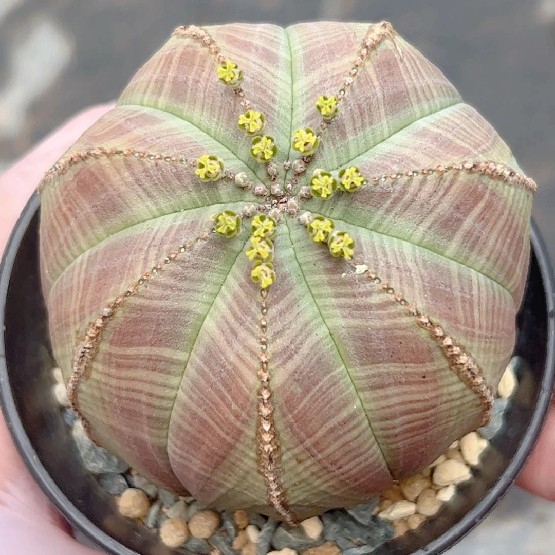 实生 大欧系布纹球