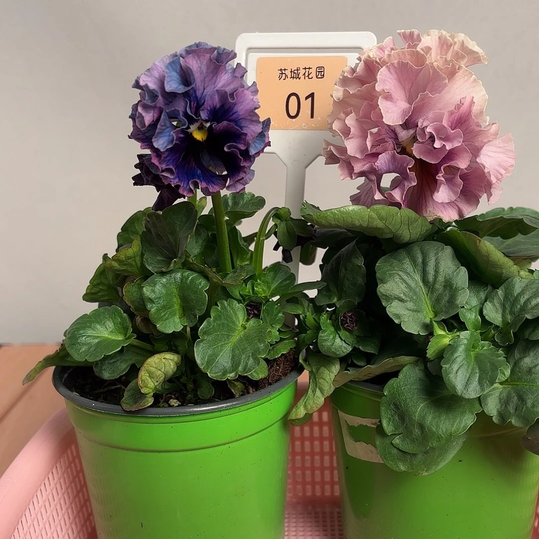 大部分开放少量花苞01