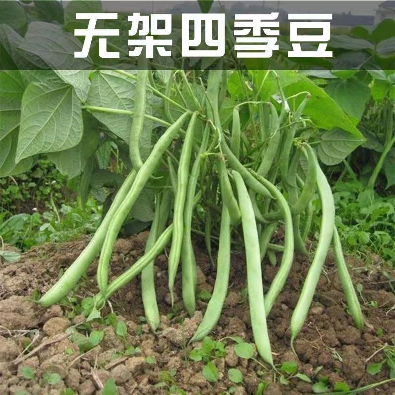 无架四季豆矮地豆种子早熟不爬藤短豆角菜豆种籽可阳台盆栽无筋豆