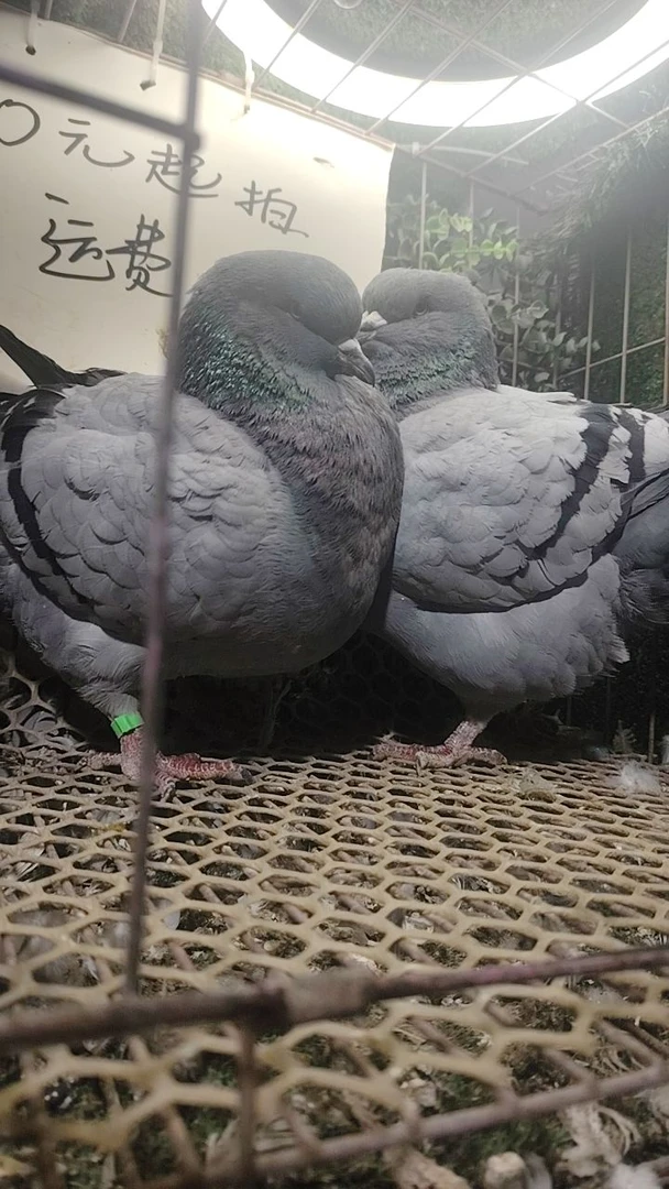 鸽子活体用品鸽子