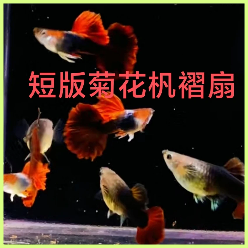 菊花杋褶扇孔雀鱼胎生观赏鱼热带鱼苗好养易繁殖包邮