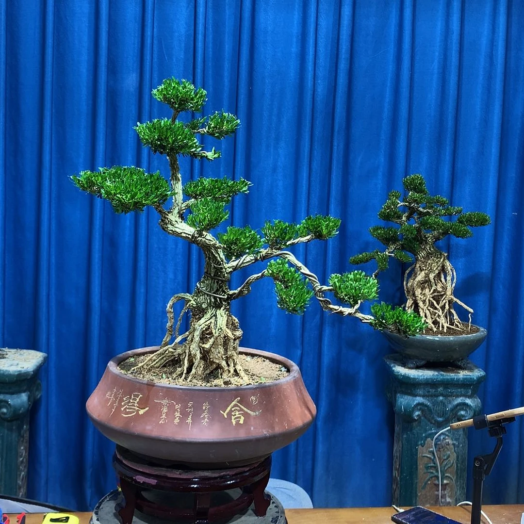 年***华无花朵黄杨盆景一物一拍