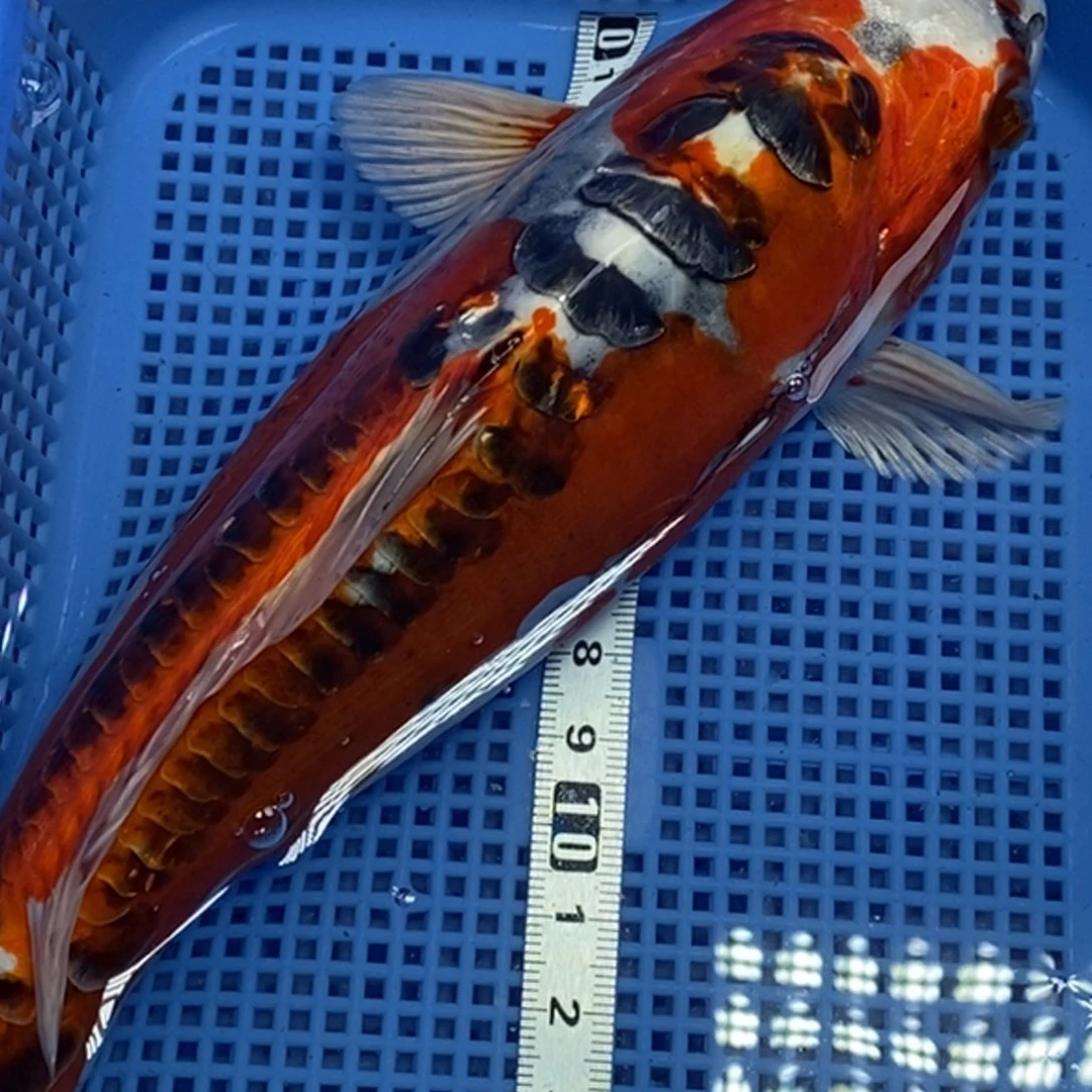 锦鲤冷水锦鲤包邮