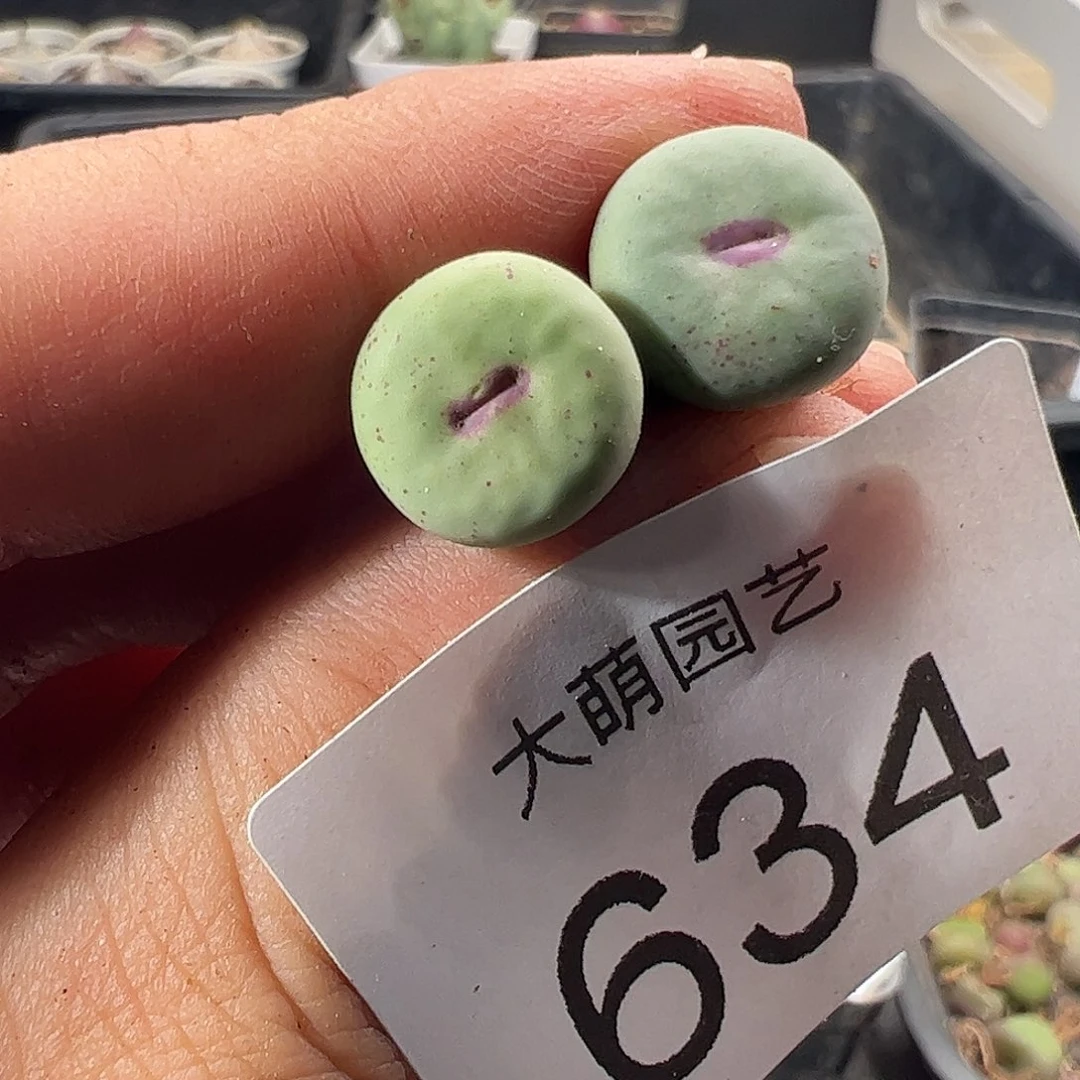 一物一拍清盒福利默认有瑕634