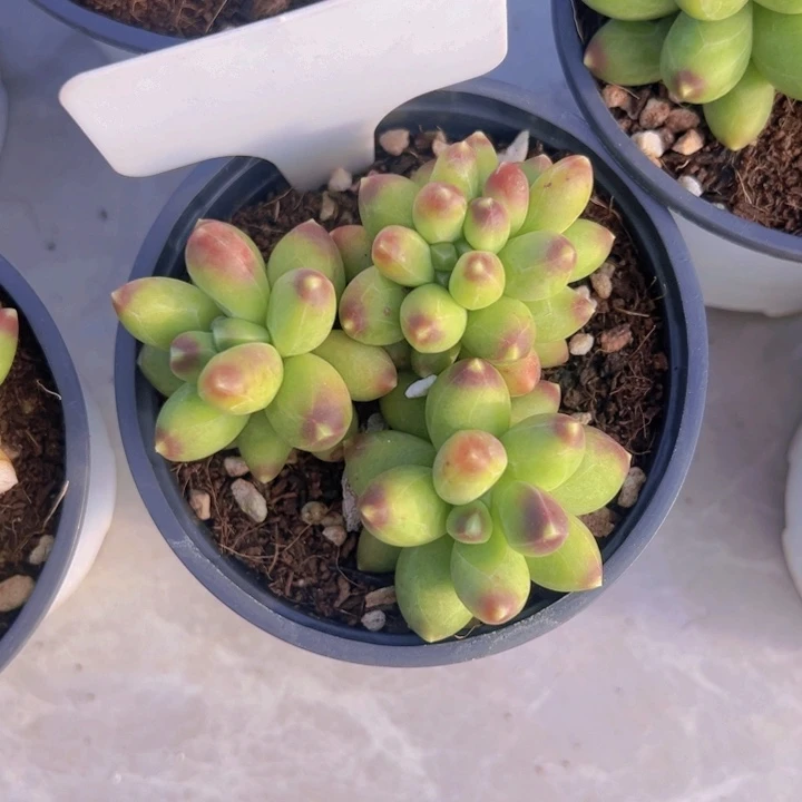 健健康康平平安安