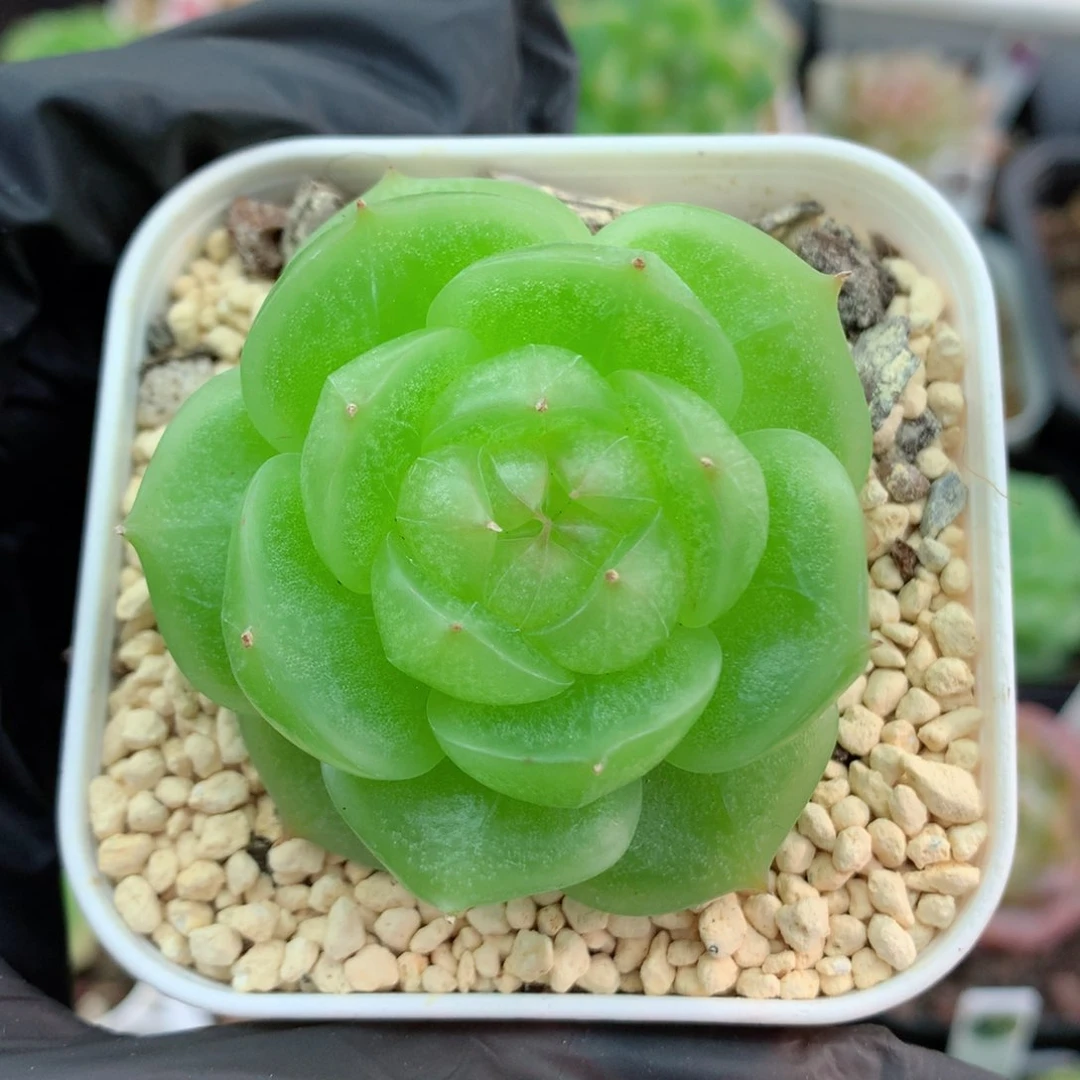 58包邮  群生不包整灵耀珍妮31