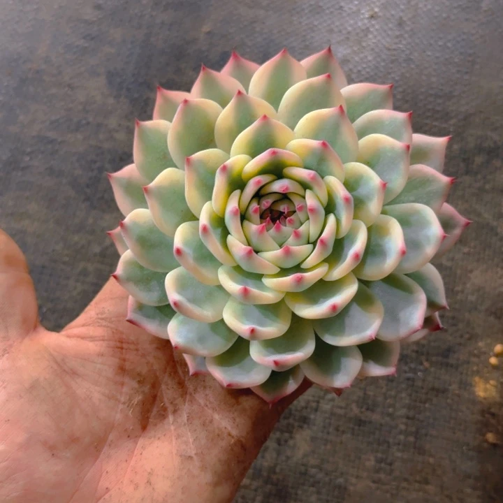 谢***店牛肉汤发货11111111111111