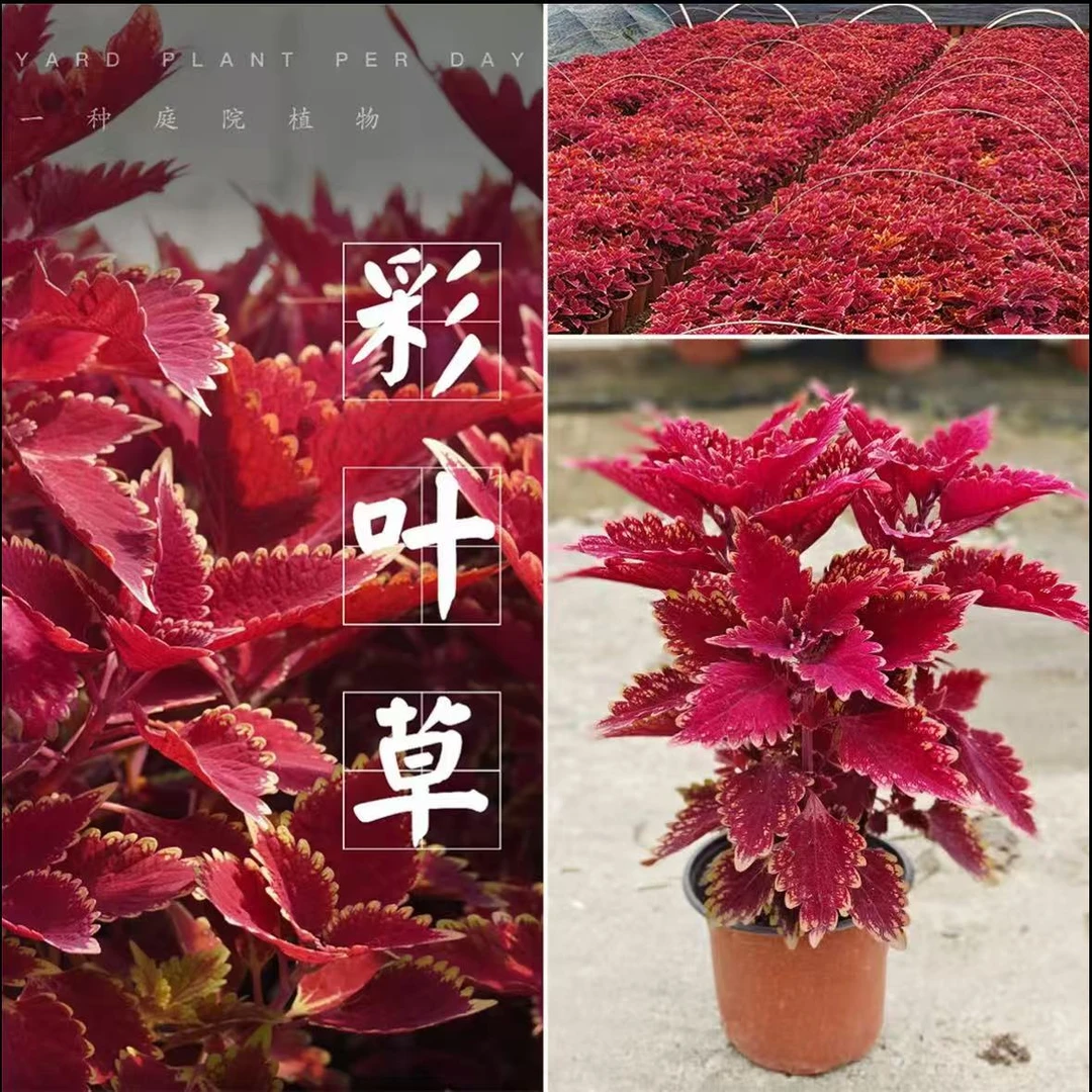 耐寒耐热彩叶草五彩苏盆栽可用于阳台庭院的观赏花卉绿植ZN