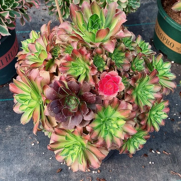 少华法师图片多肉植物