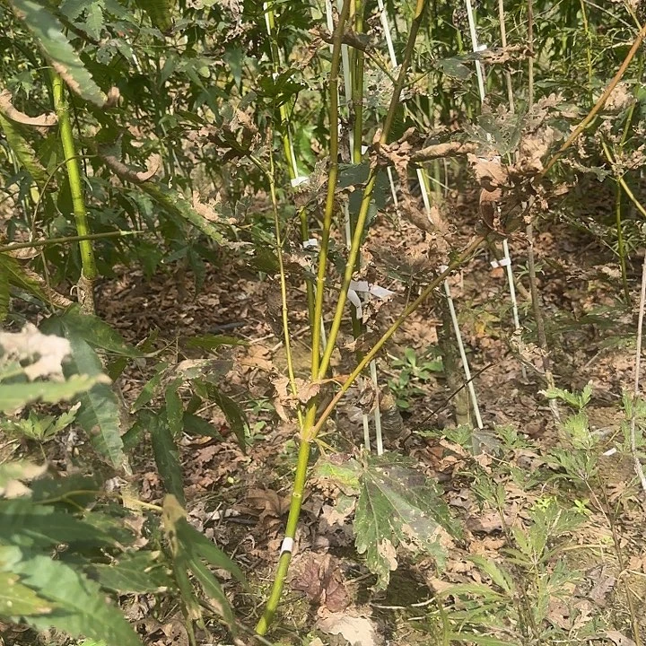 南瓜灯枫树，喜欢就拍
