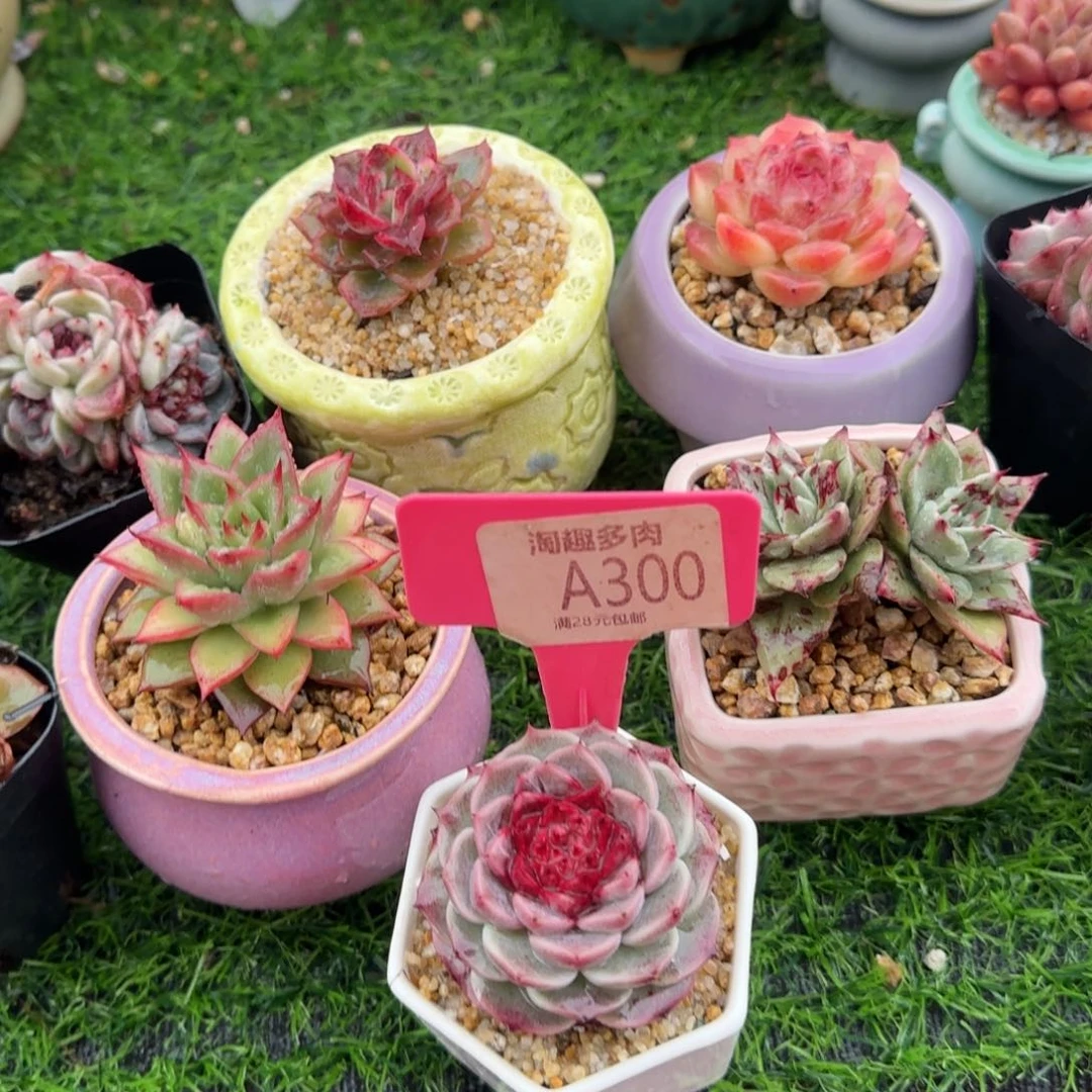 多肉植物天鹅绒溏心