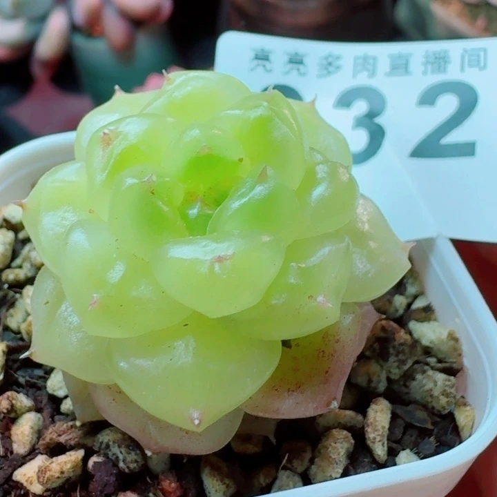 七喜         精控精养多肉植物