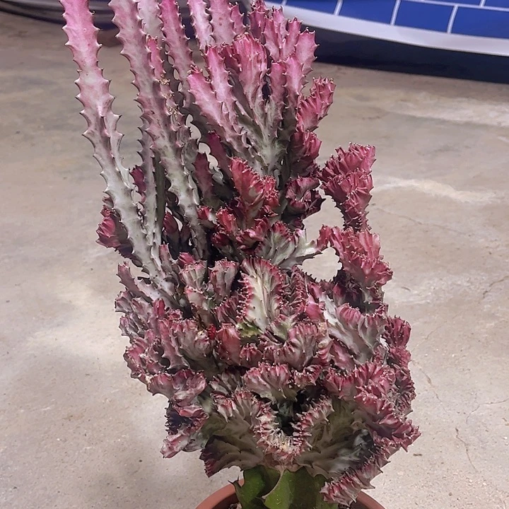 大戟科植物大彩麒麟108