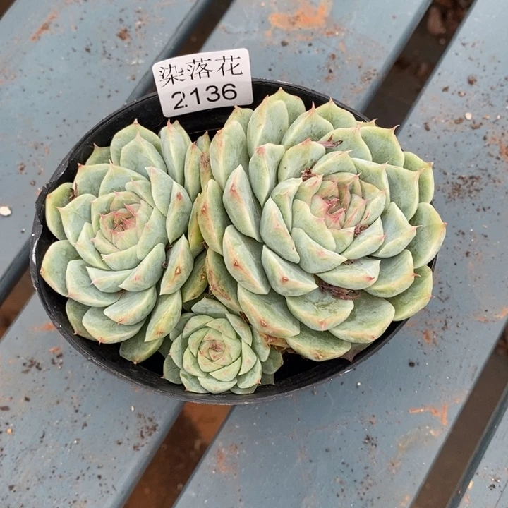 不***调精品多肉植物2136