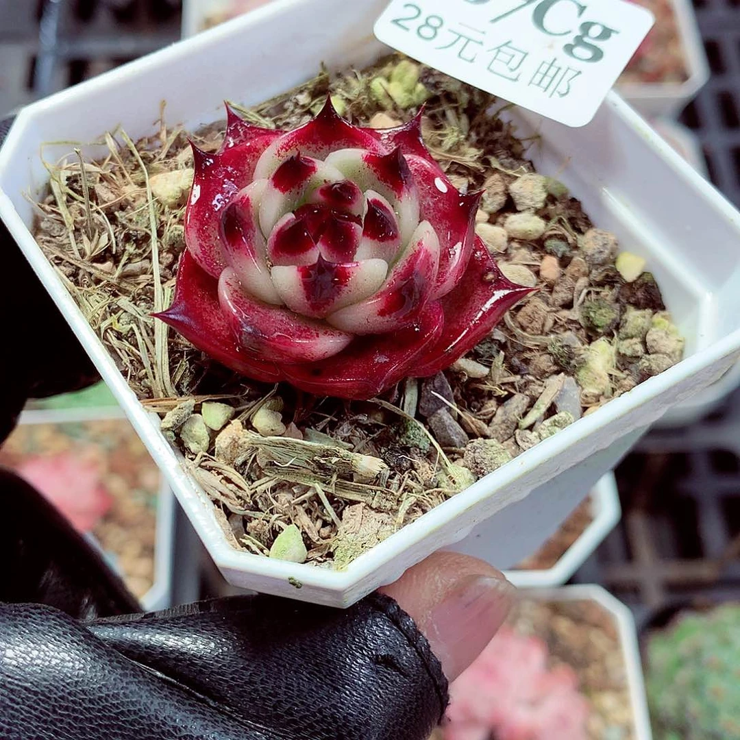 5厘米盆精控多肉367