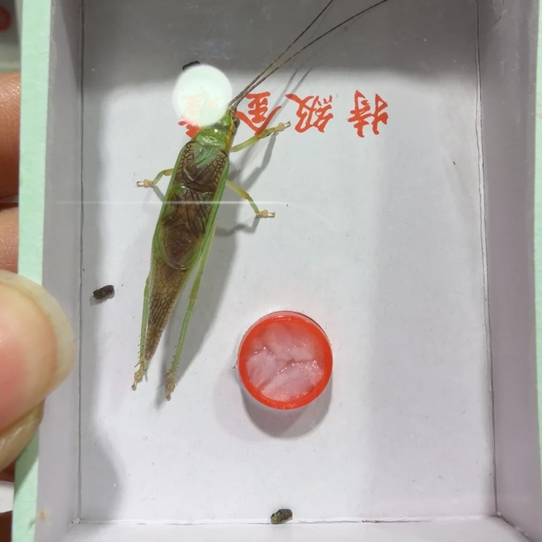 蟋蟀霍氏片蟋一条包邮