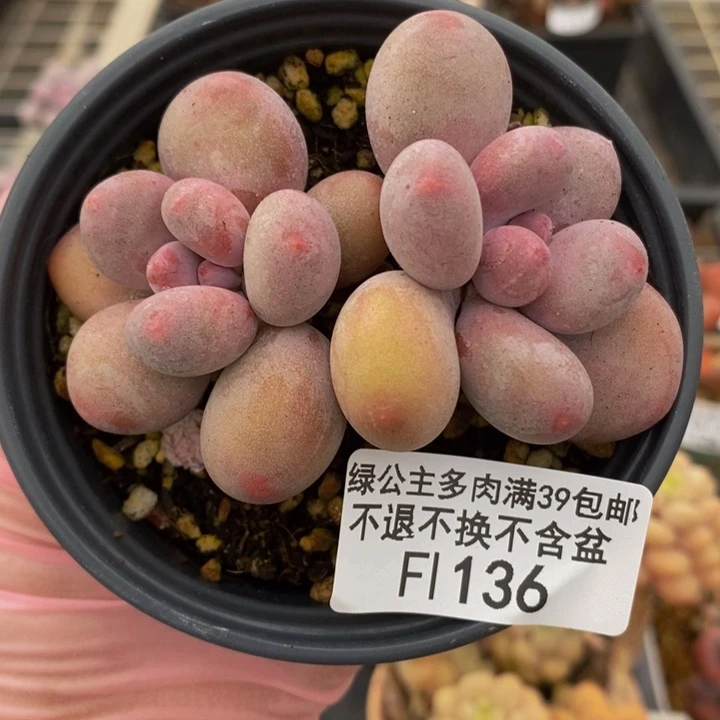 蛋黄奶7cm136多肉植物