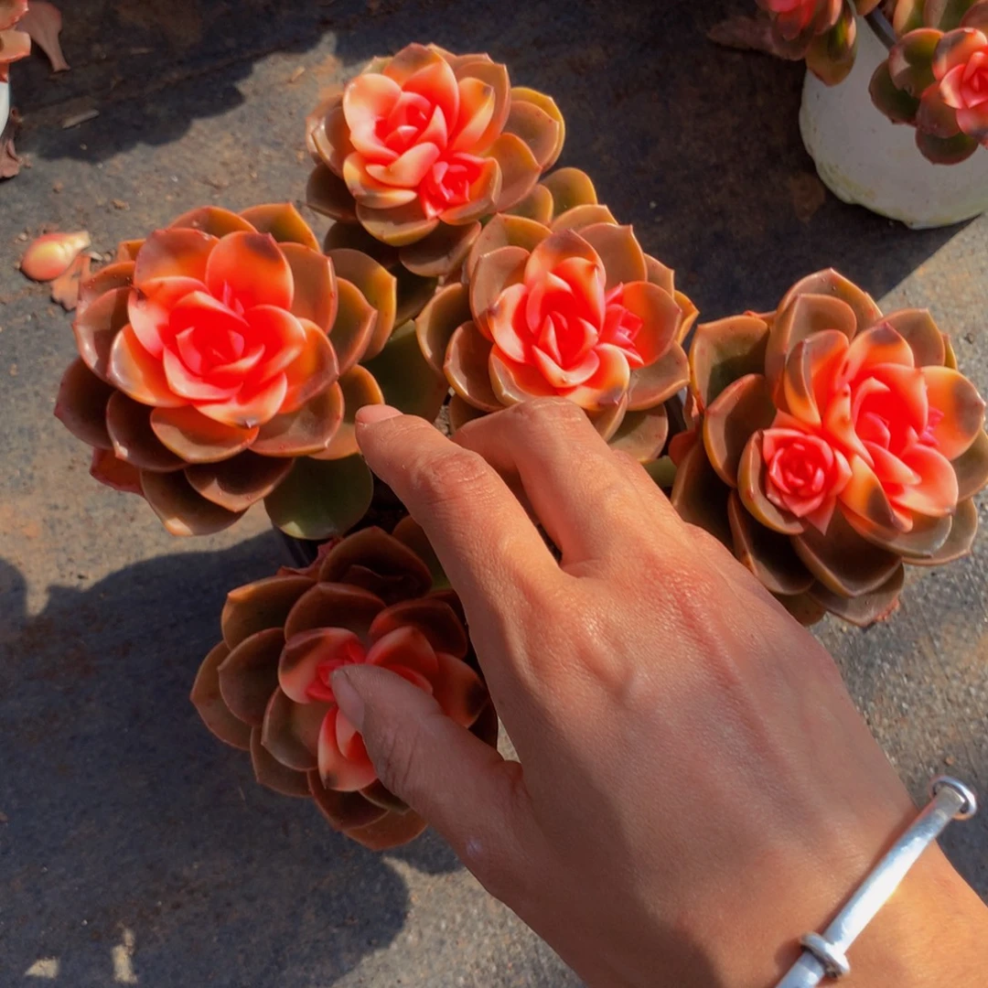 巧克力锦带盆土4.99