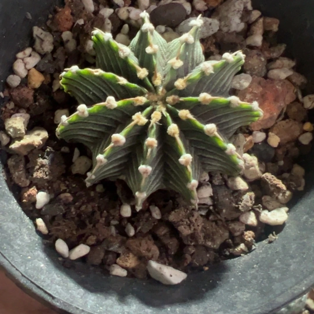 肋骨牡丹带盆111111111