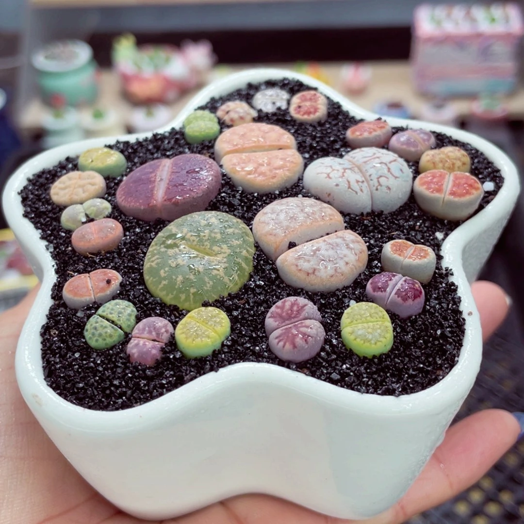 成品带盆土发货w9777