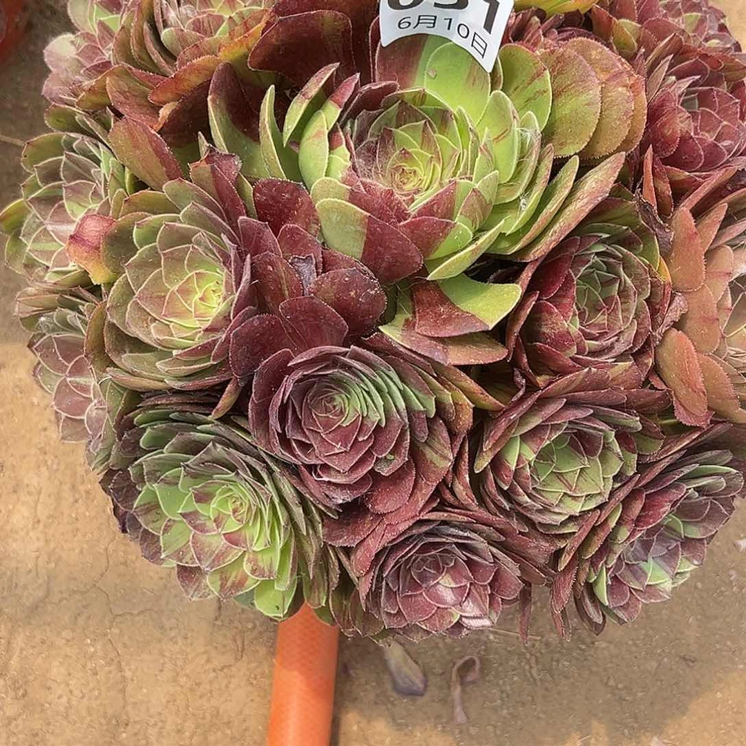 6.10.51花月夜多肉植物4