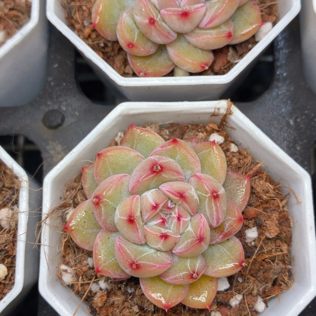 雪花珍妮多肉9.9包邮发货