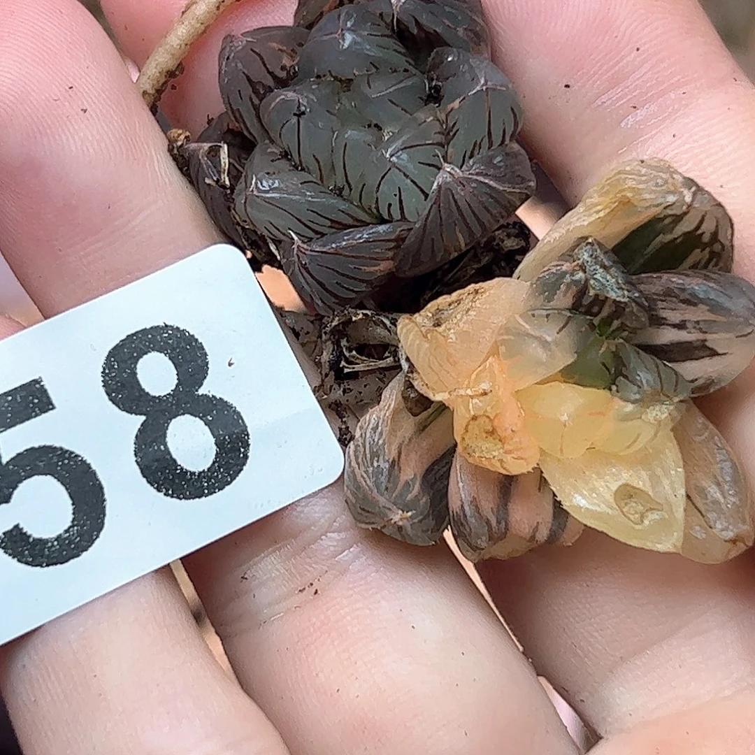 258红红火火恍恍惚惚