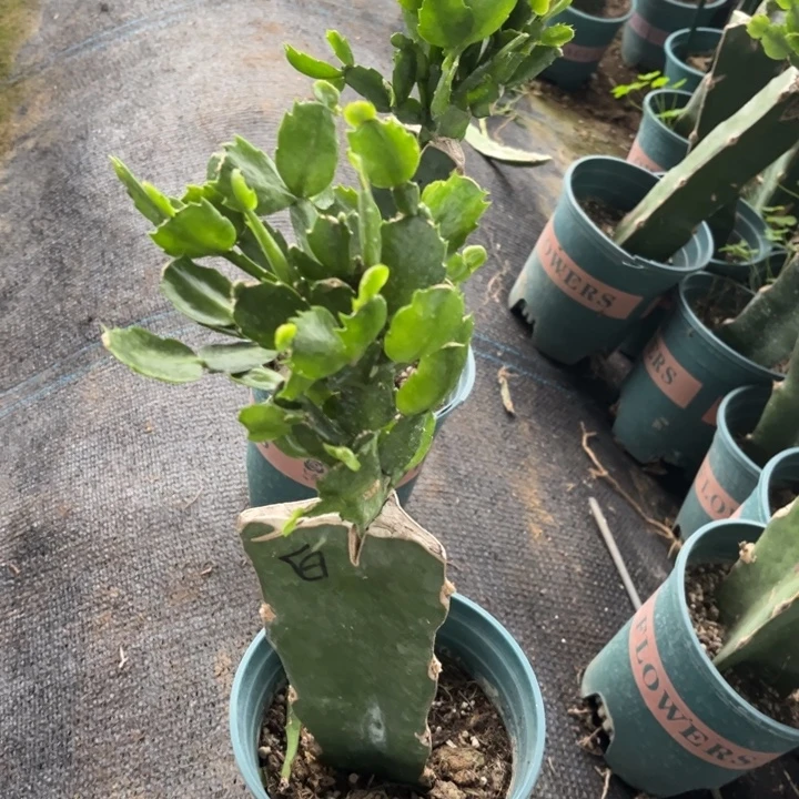 其***单60号老白重111111111