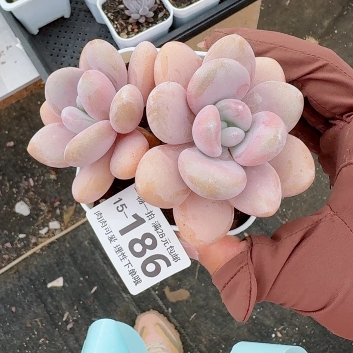 粉兔无盆土发货多肉多