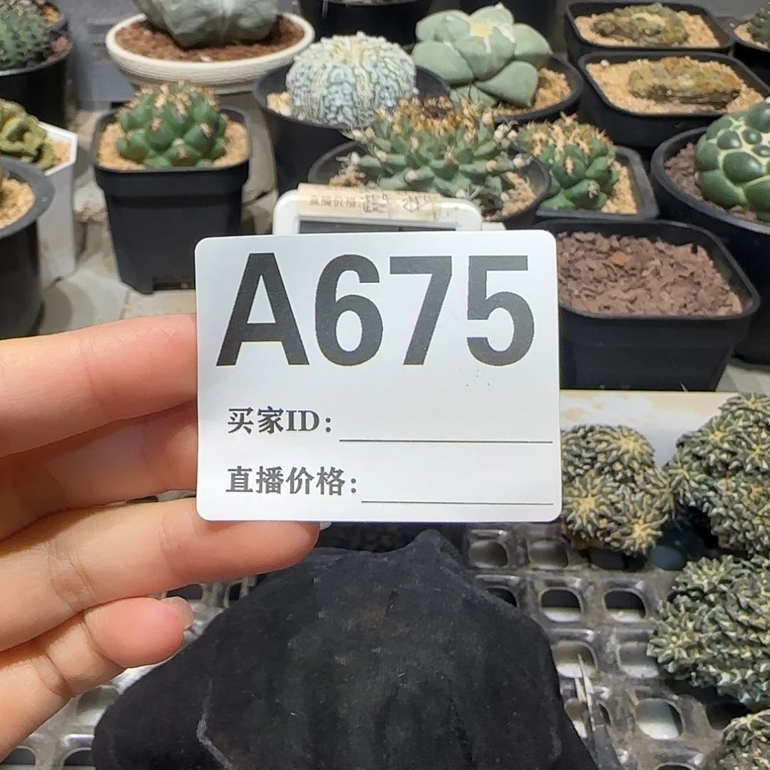 用***4实生仙人球特价一颗
