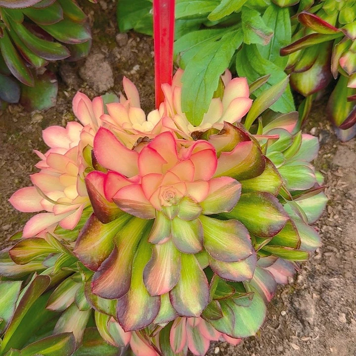 阳****65-186流星雨多肉法师