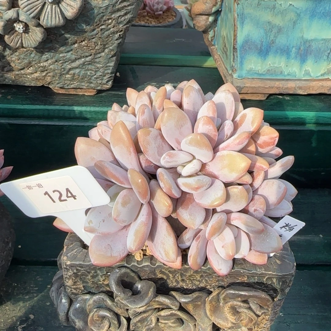 解忧一物一拍124号