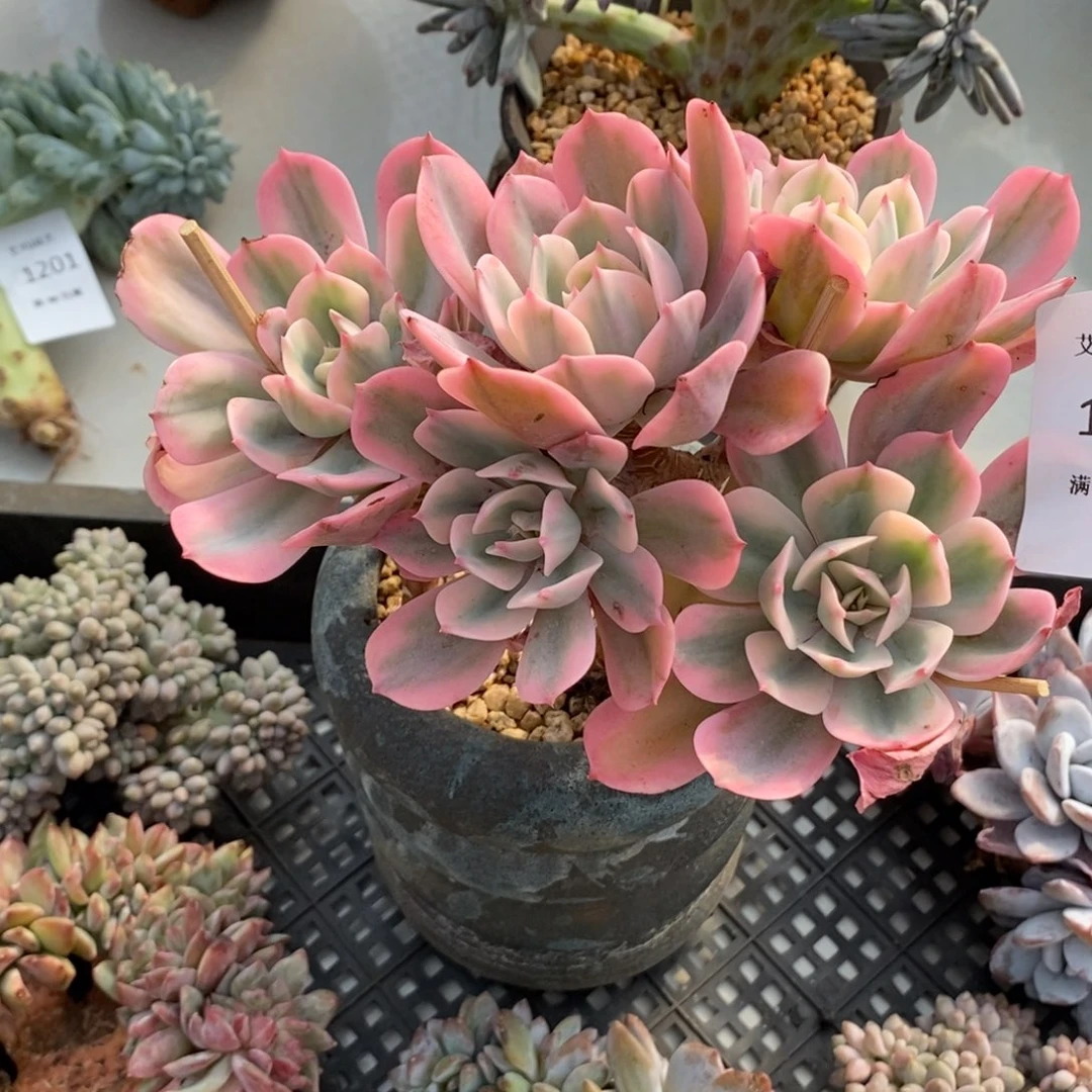 玉凤锦朵朵多肉多肉1190