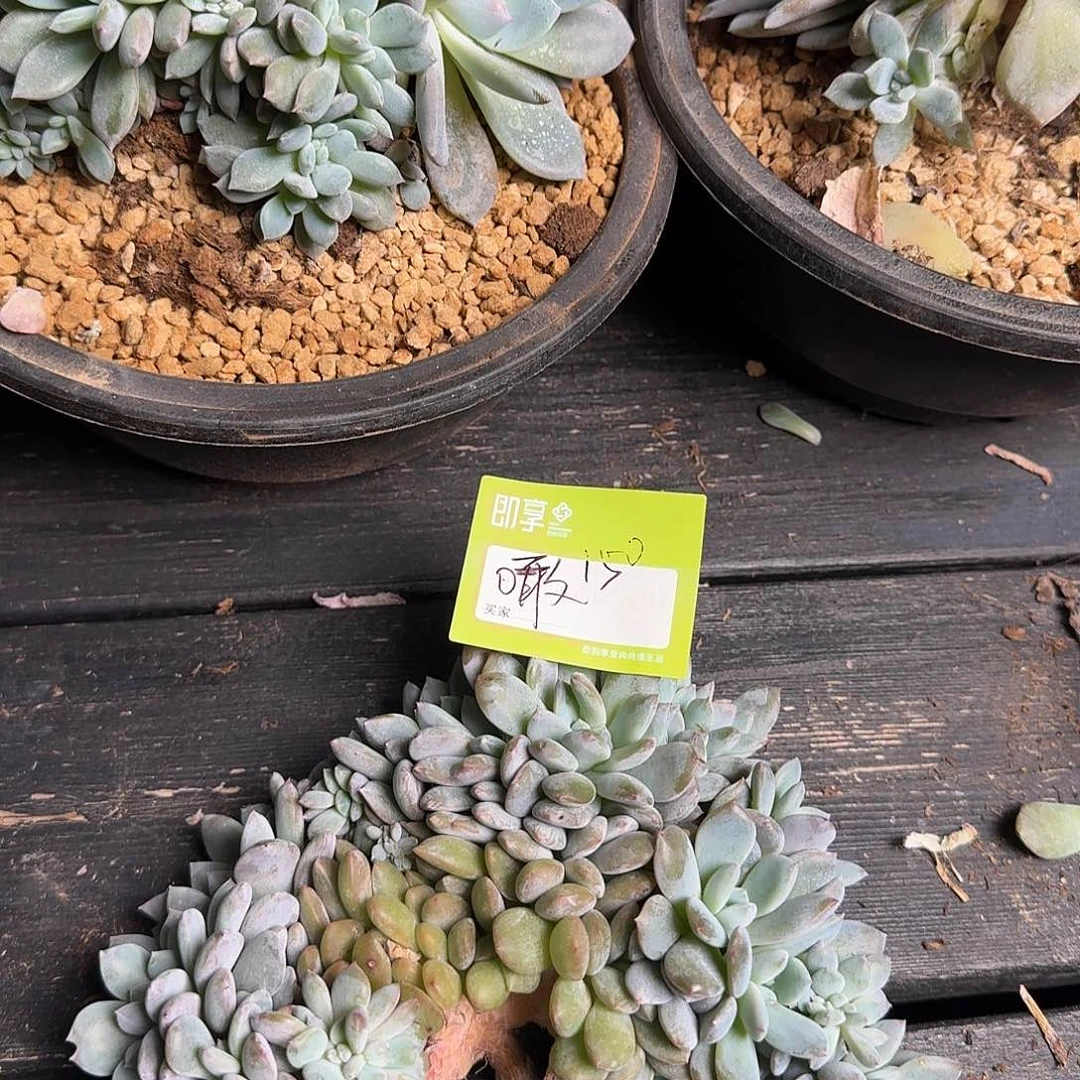 噉***橙梦露缀化一颗脱土