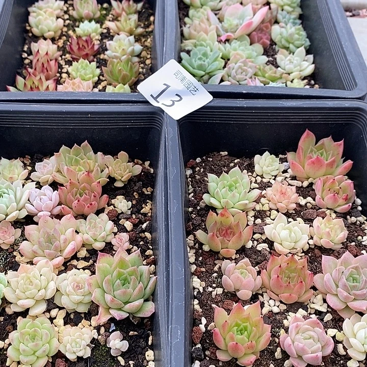 13 多肉植物盆栽花卉