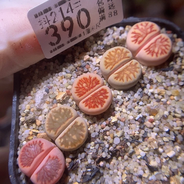 精品生石花214.390