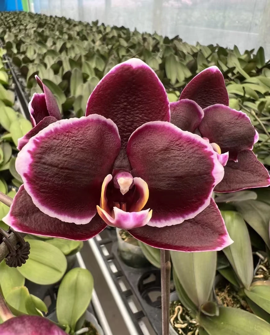 2.8《哈爸》蝴蝶兰2.8杯发货 会有返祖率。返祖无售后