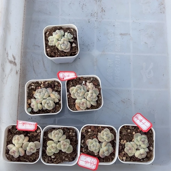 柿饼一物一拍专拍