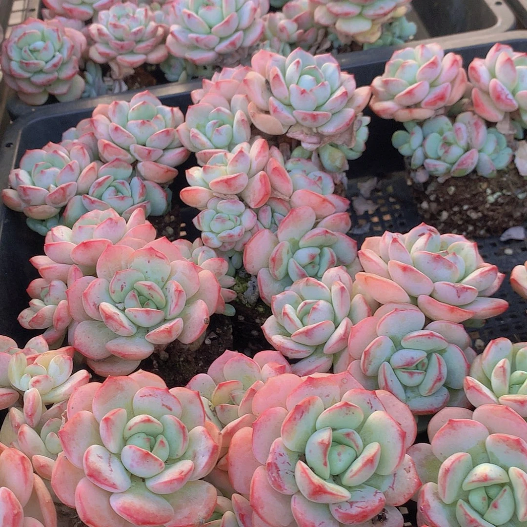 香草碧斯335678899900000