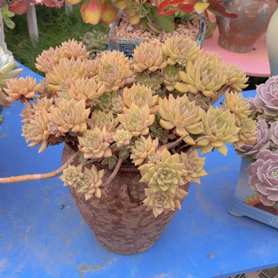 常***常多肉植物组合盆栽植物