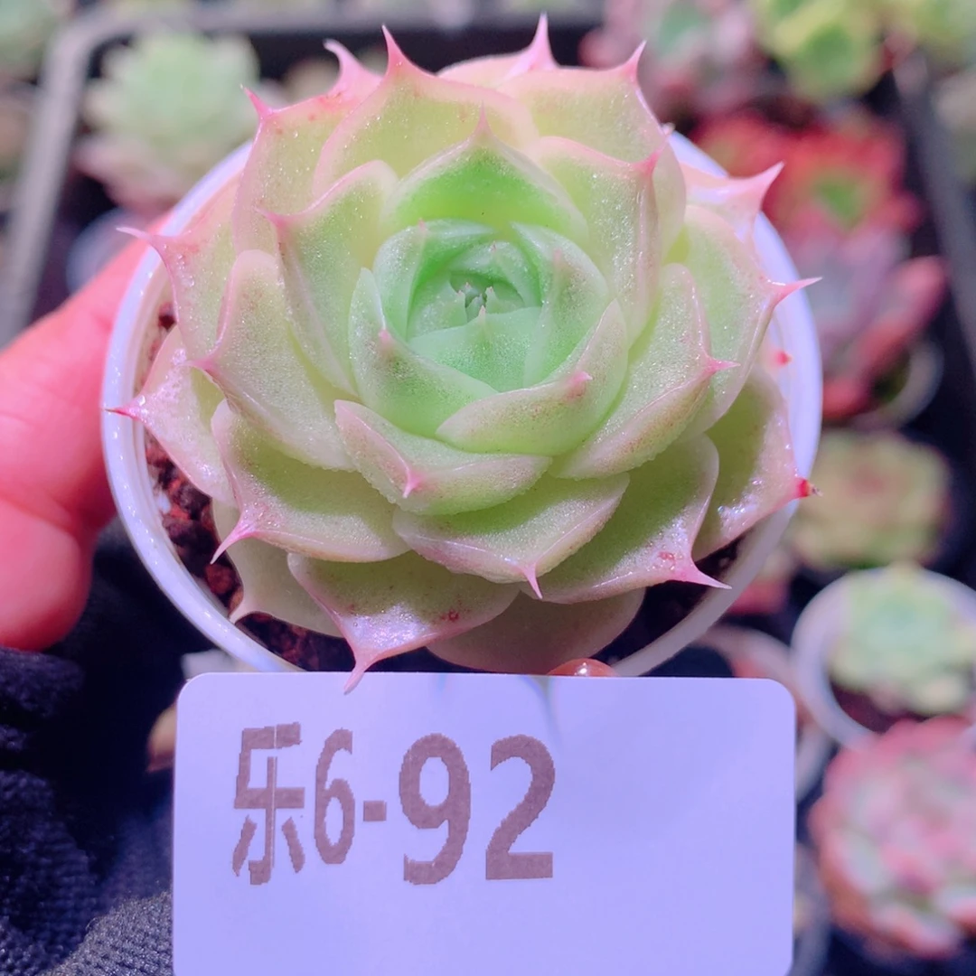 乐然 6-92 霜瓷单头