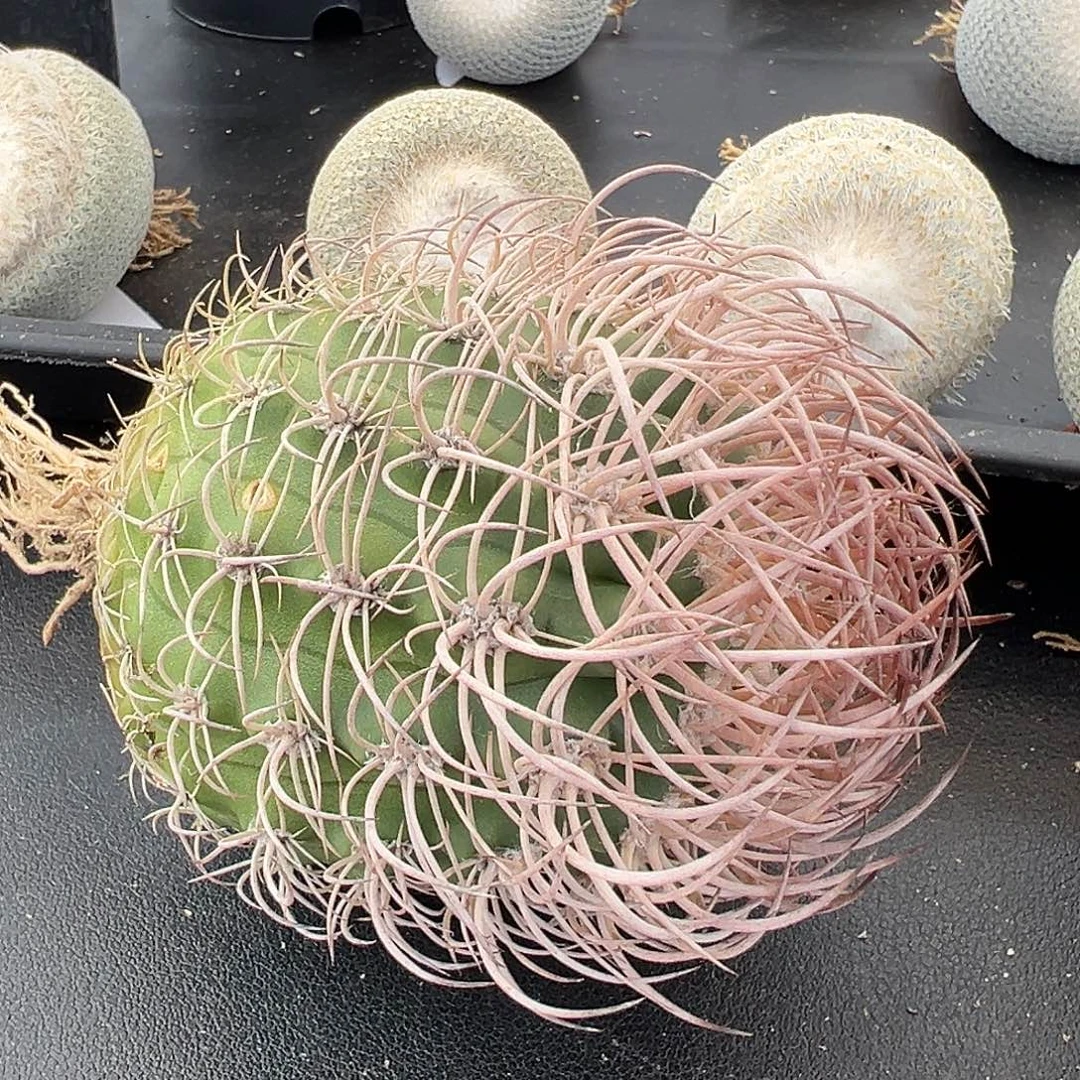 逆豹丸实生仙人球