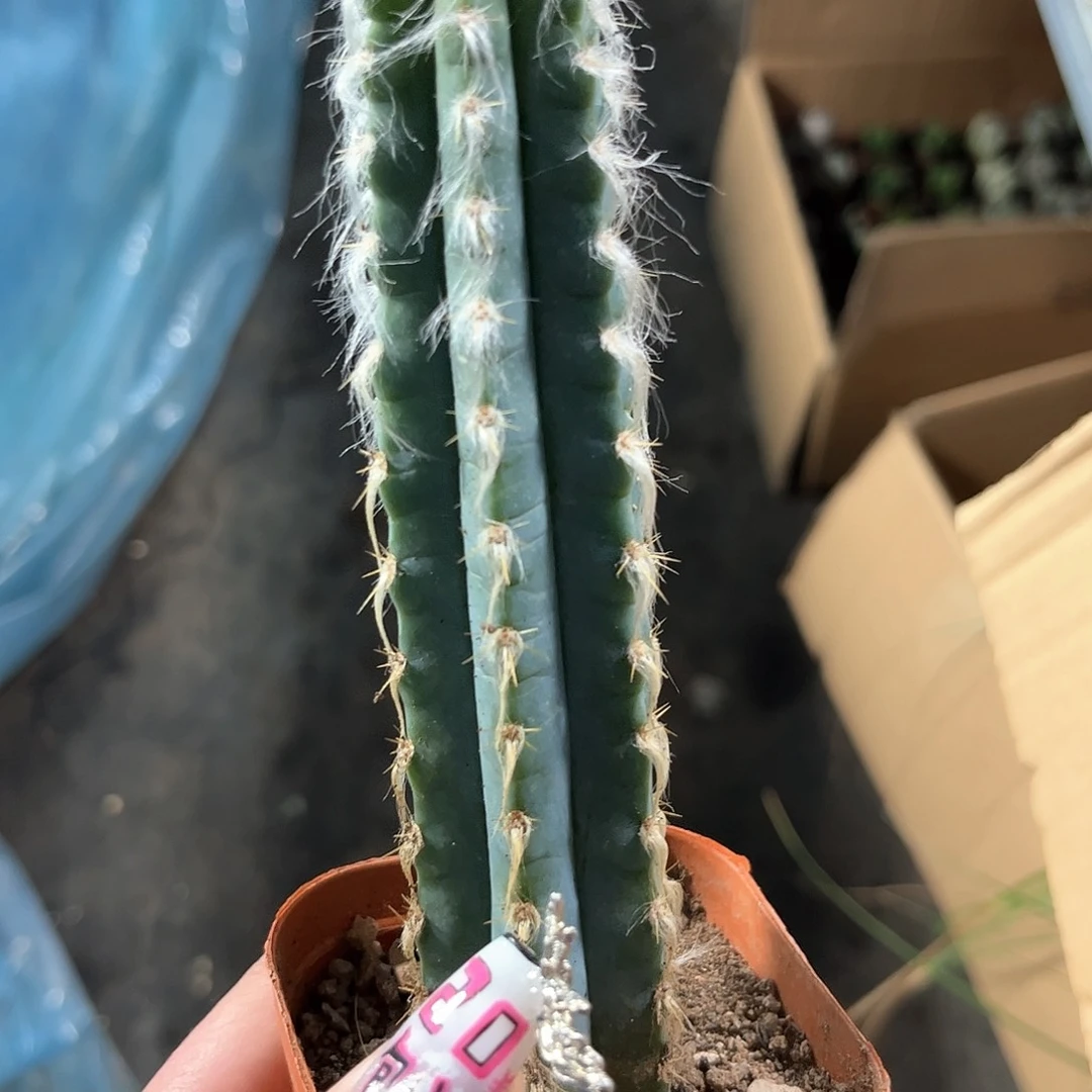 长毛蓝柱单头发货有根发货