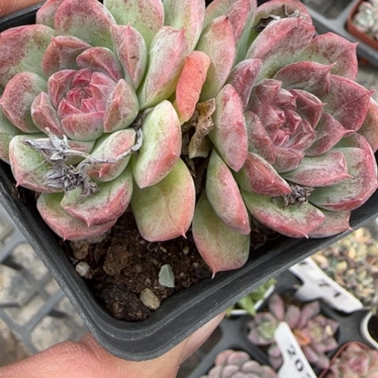 204糖心女王多肉植物多