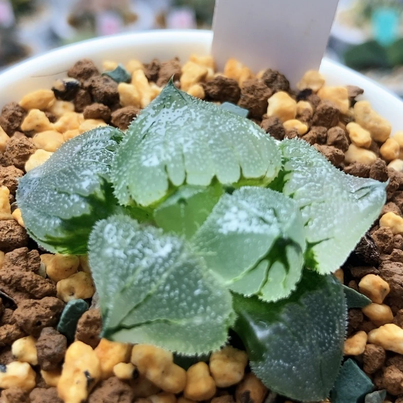 【闪购商品】L****g冰鸾玉78